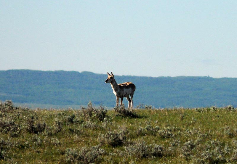 100606_03_highway1_pronghorn
