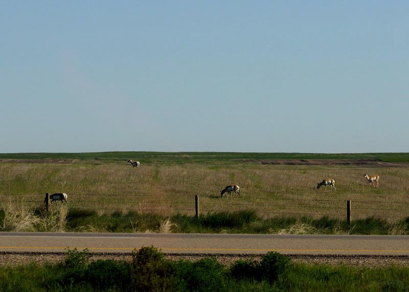 100606_05_highway1_pronghorn