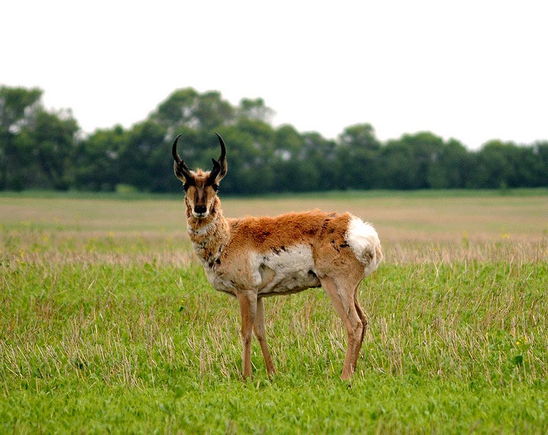 100618_04_highway42_pronghorn