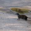 100618_18_douglas_groundsquirrel