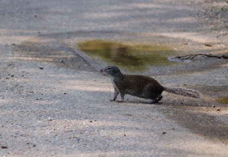 100618_18_douglas_groundsquirrel