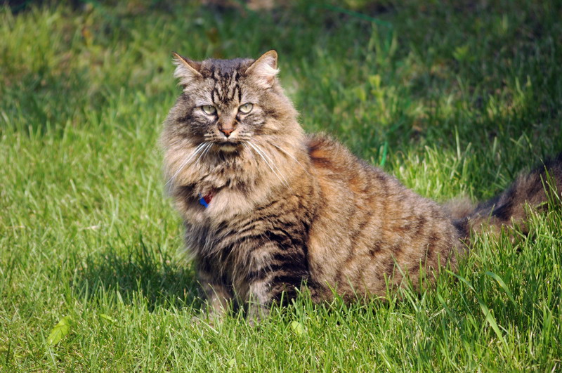 100618_20_douglas_cats