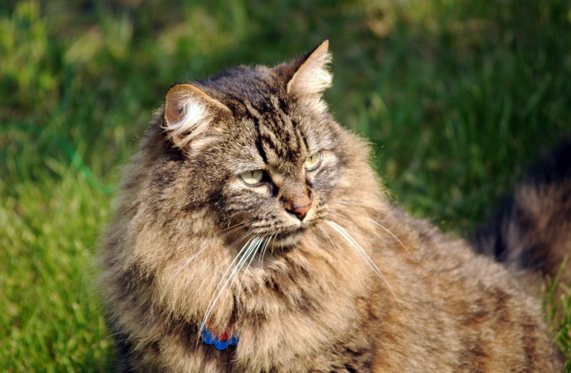 100618_21_douglas_cats