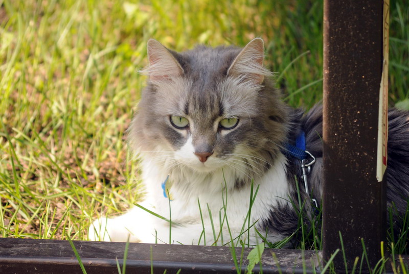100618_22_douglas_cats