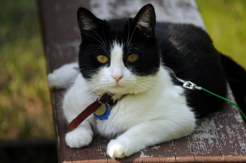 100618_23_douglas_cats