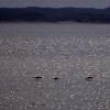 100618_42_douglas