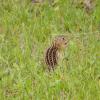 100618_45_douglas_13linedgroundsquirrel