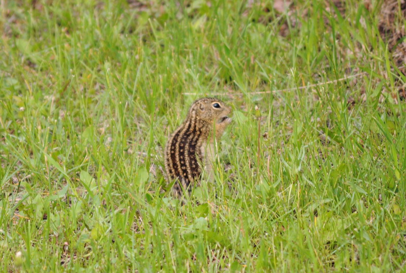 100618_45_douglas_13linedgroundsquirrel