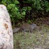 100618_58_douglas