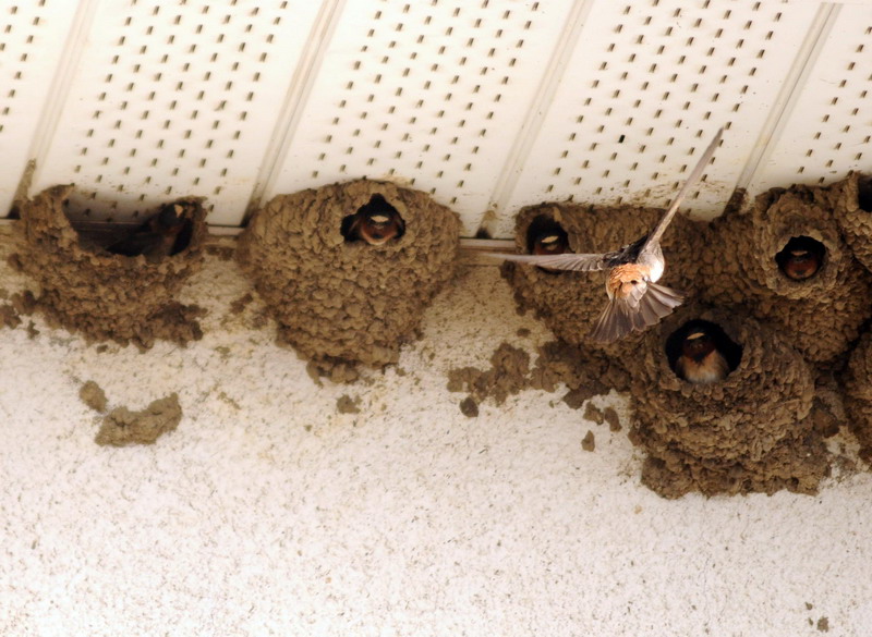 100628_03_chamberlain_swallows