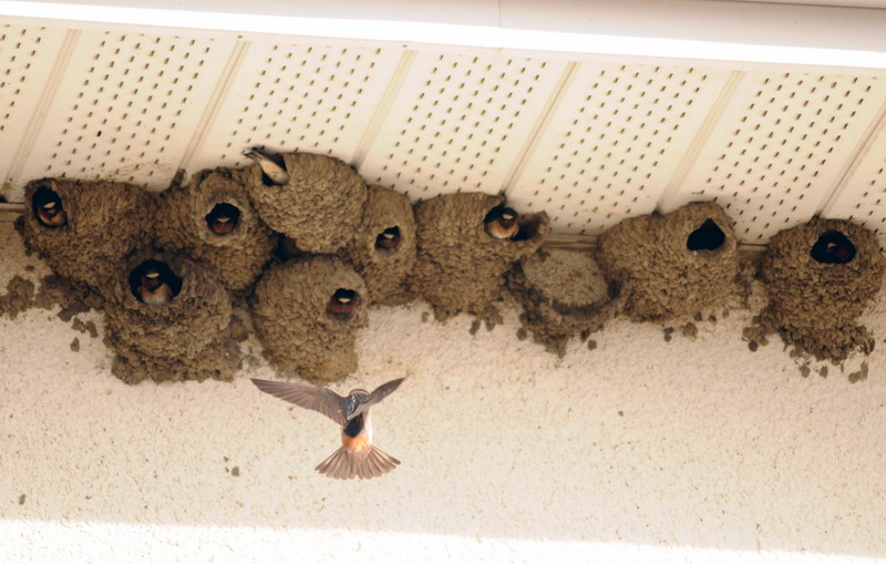 100628_04_chamberlain_swallows