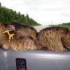 100630_24_highway2