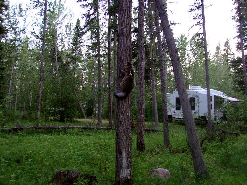 100630_45_reddeercampground