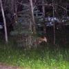 100630_49_reddeercampground