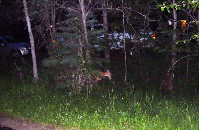 100630_49_reddeercampground