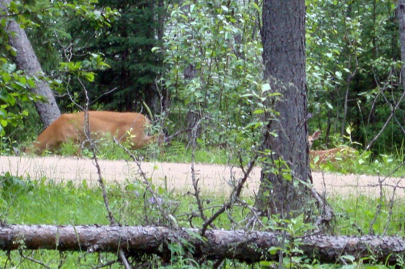 100703_11_reddeercampground