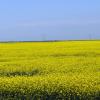 100716_01_west_of_regina