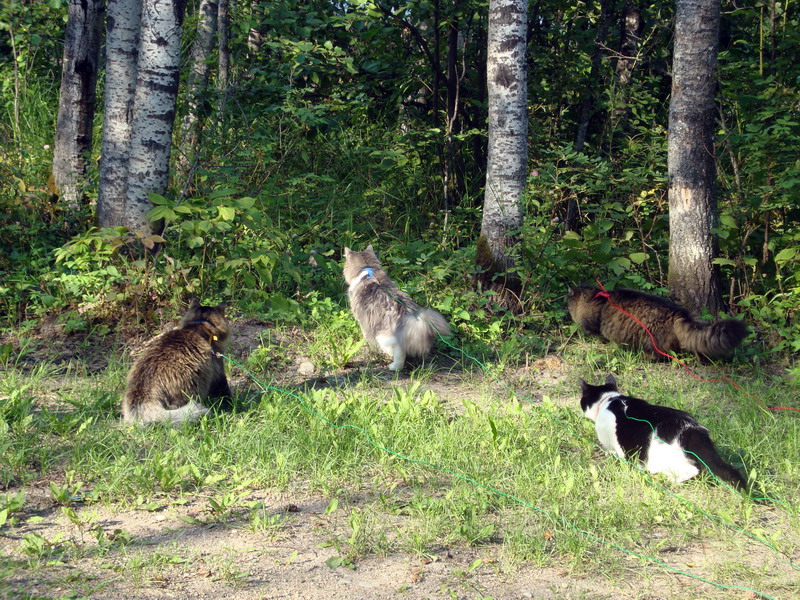 100728_21_duckmountainpp