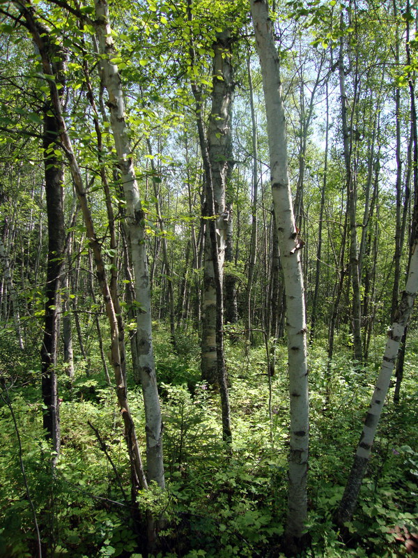 100729_03_duckmountainpp