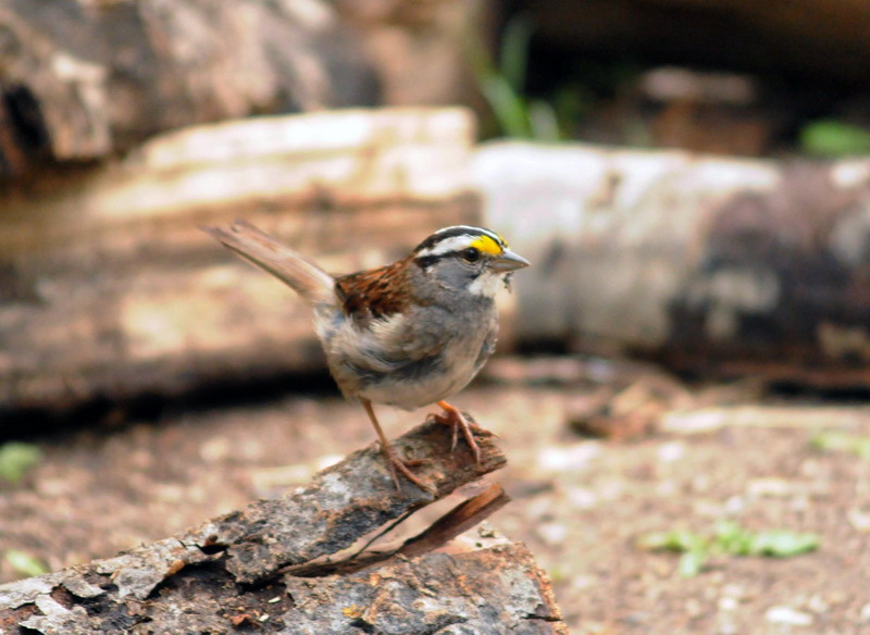 100730_25_duckmountainpp_whitethroatedsparrow