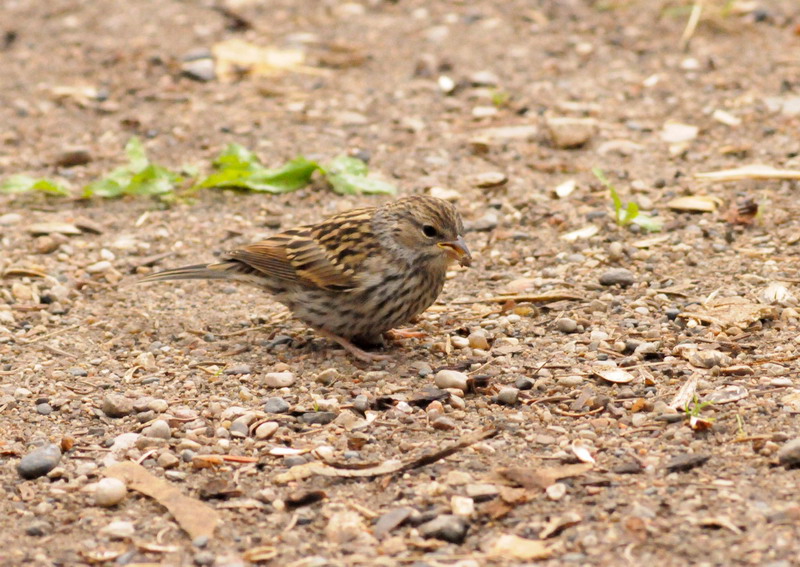 100730_28_duckmountainpp