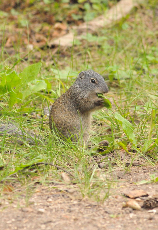100730_33_duckmountainpp