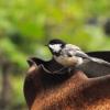 100730_36_duckmountainpp