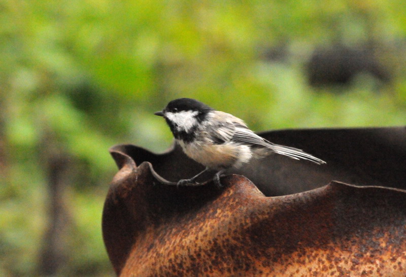 100730_36_duckmountainpp