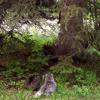 100730_53_duckmountainpp