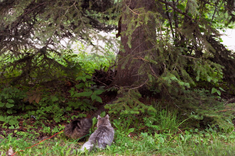 100730_53_duckmountainpp