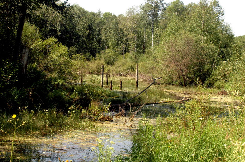 100731_03_duckmountainpp