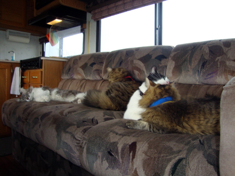100801_09_cats