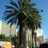101010_105_lasvegas