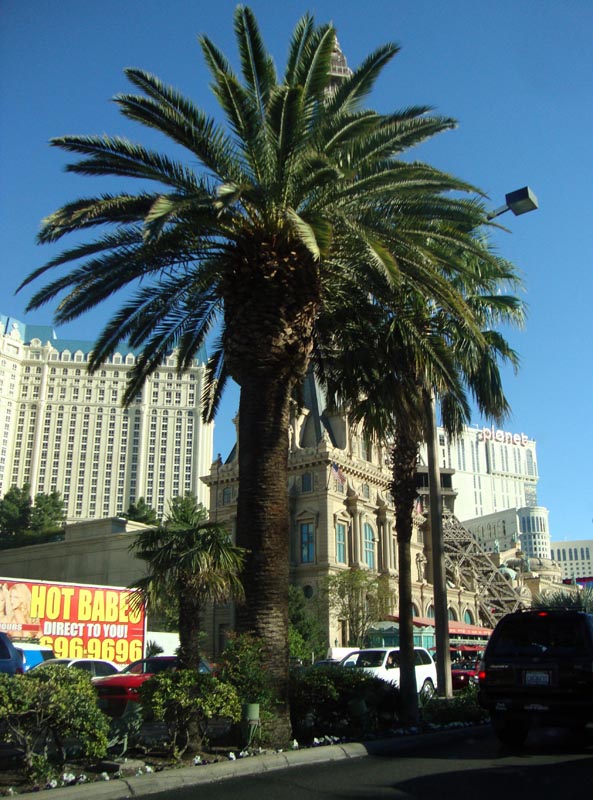 101010_105_lasvegas