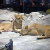 101011_024_lasvegas_mgm
