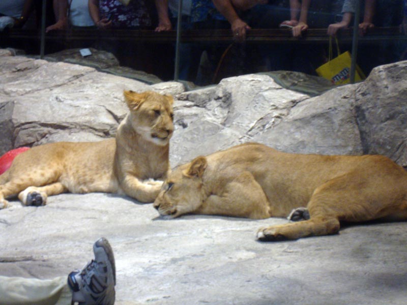 101011_024_lasvegas_mgm