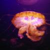 101011_079_lasvegas_mandalaybay