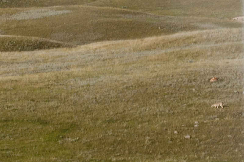 100824_08_highway1_coyote