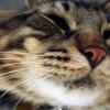100825_028_smokey