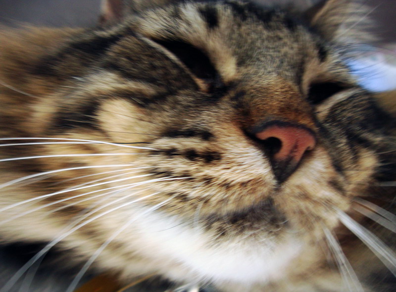 100825_028_smokey