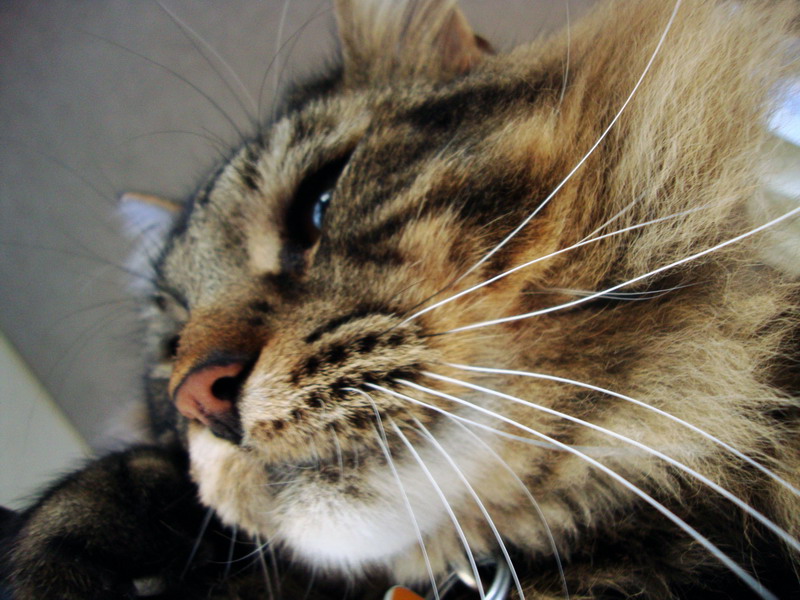 100825_030_smokey