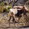 100826_020_highway1_bighornsheep