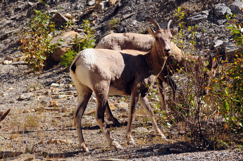100826_020_highway1_bighornsheep