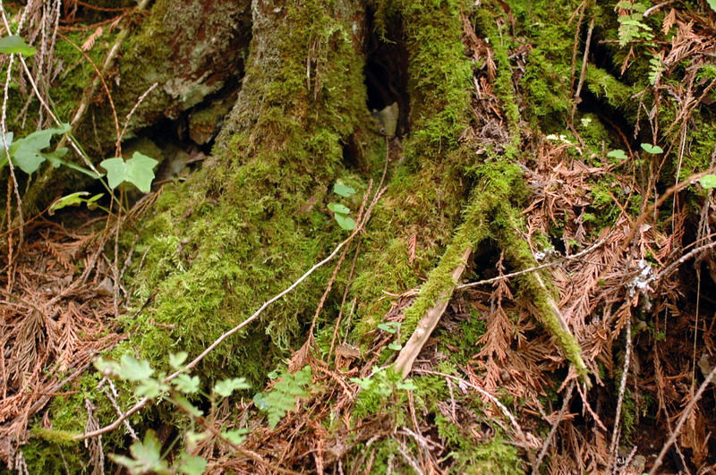 100828_35_heraldprovincialpark