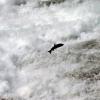 100830_046_wellsgray_salmon