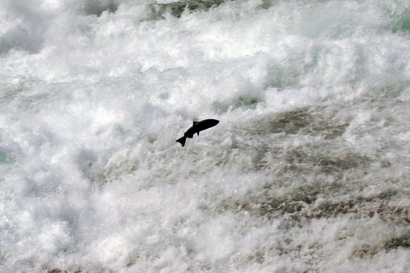 100830_046_wellsgray_salmon