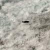 100830_050_wellsgray_salmon