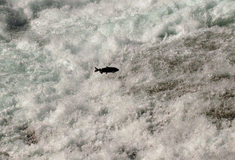 100830_050_wellsgray_salmon