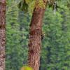 100830_074_dutchlake_woodpecker