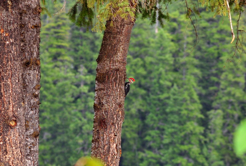 100830_074_dutchlake_woodpecker